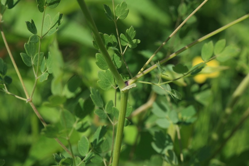 Thalictrum squarrosum photo 4