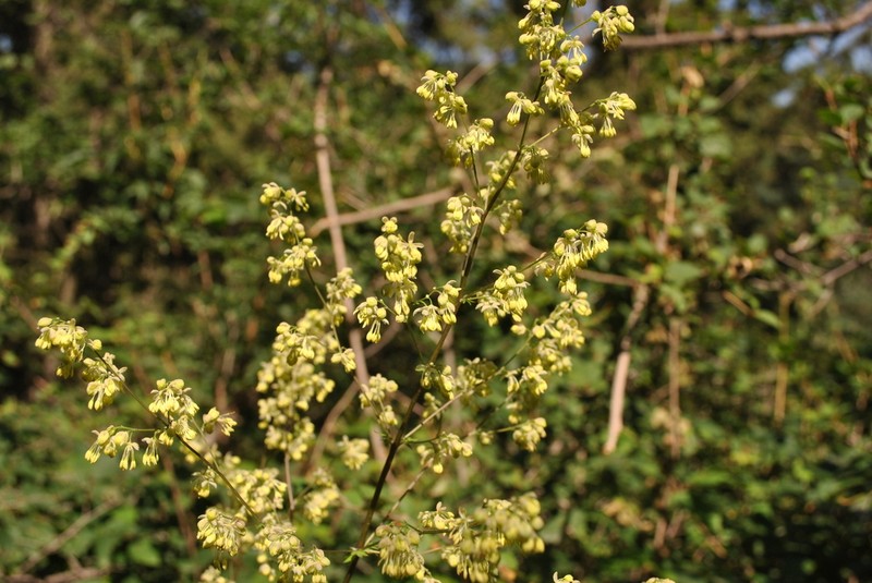 Thalictrum squarrosum photo 7