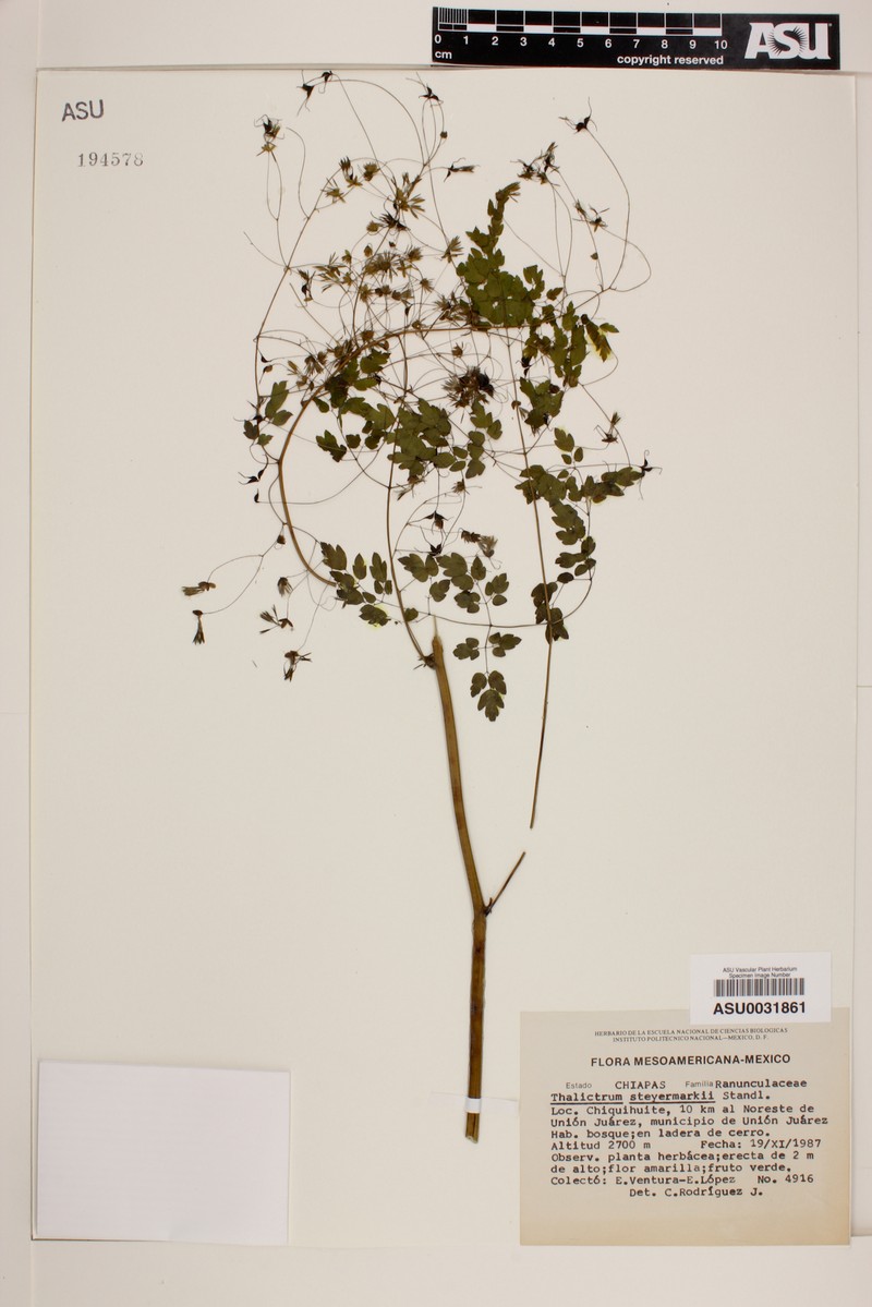 Thalictrum steyermarkii
