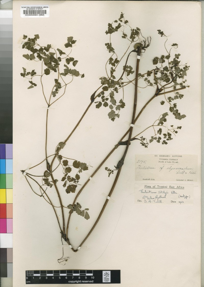 Thalictrum stolzii