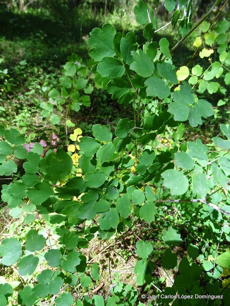 Thalictrum strigillosum
