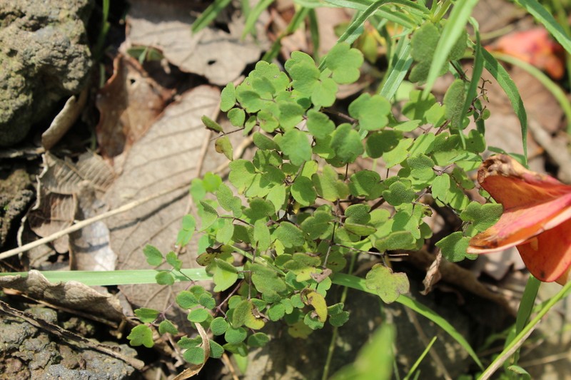 Thalictrum strigillosum photo 2