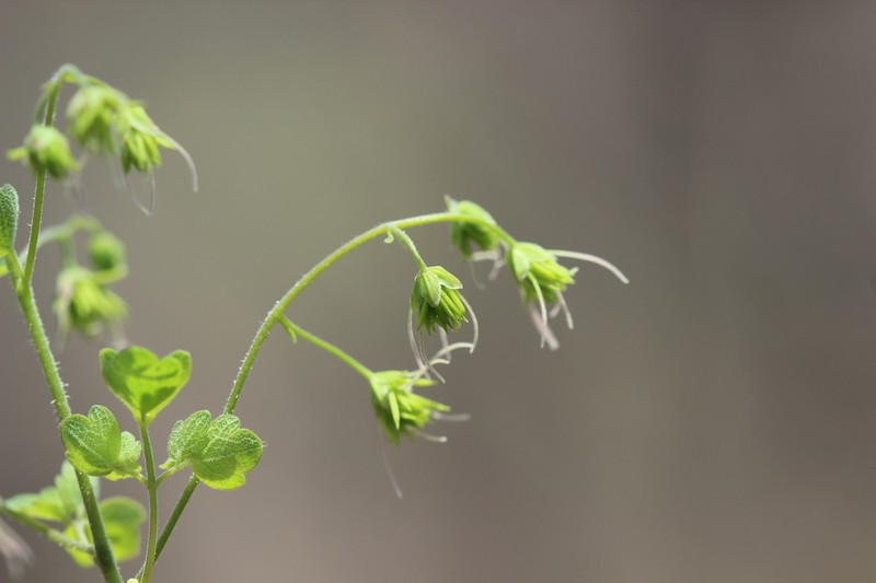 Thalictrum strigillosum photo 3