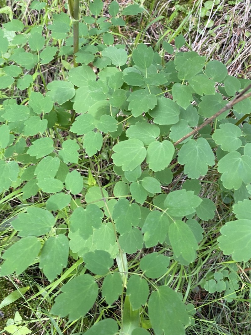 Thalictrum strigillosum photo 4