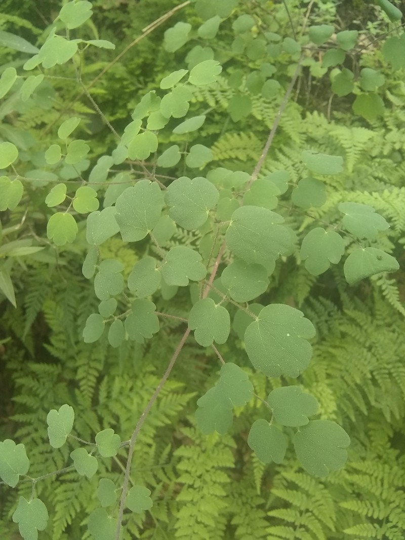 Thalictrum strigillosum photo 5