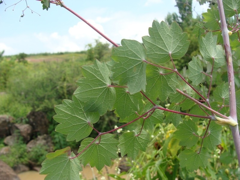 Thalictrum strigillosum photo 6