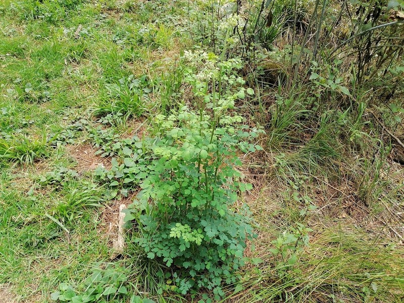 Thalictrum strigillosum photo 7