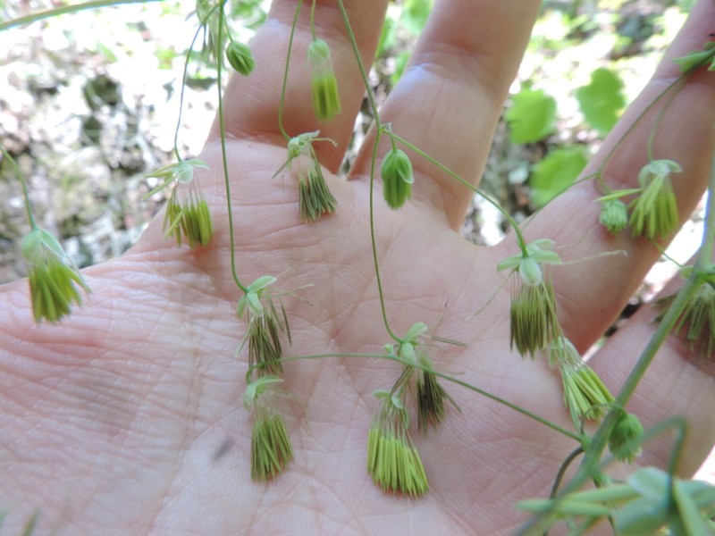 Thalictrum strigillosum photo 8