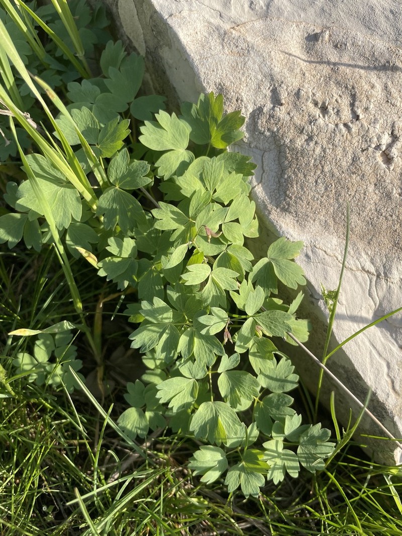 Thalictrum sultanabadense