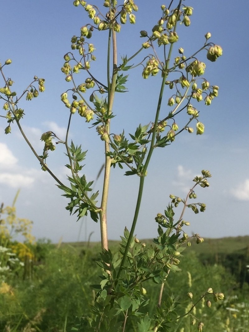 Thalictrum sultanabadense photo 2