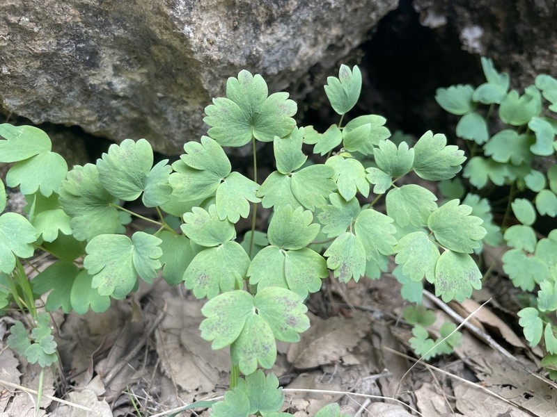Thalictrum sultanabadense photo 3
