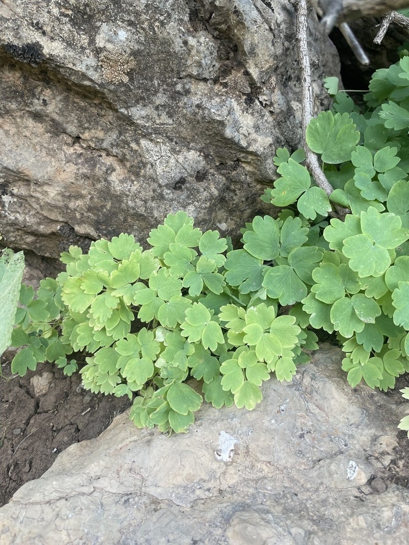 Thalictrum sultanabadense photo 5