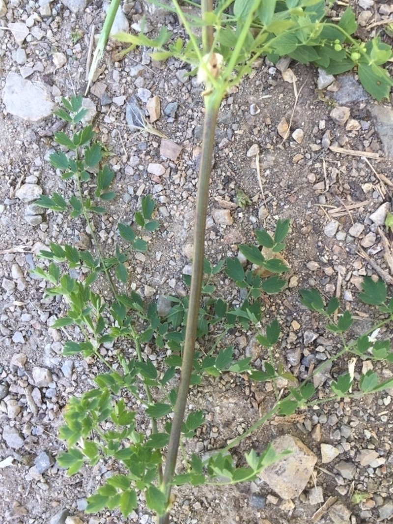 Thalictrum sultanabadense photo 6