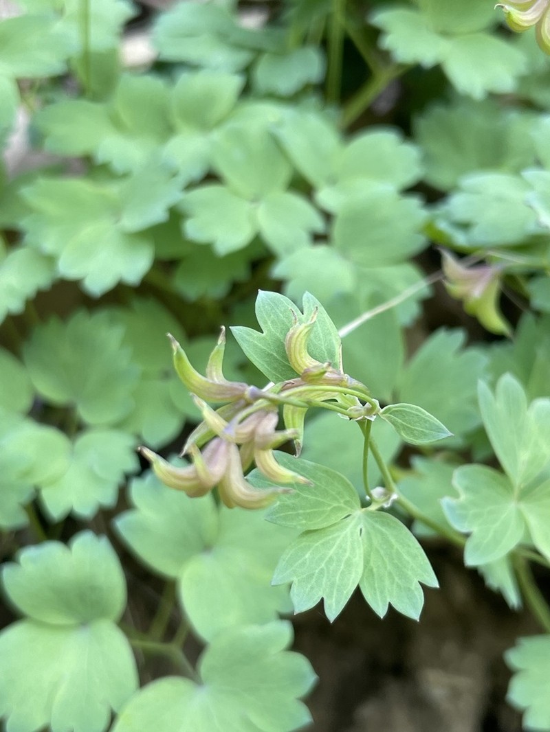 Thalictrum sultanabadense photo 7