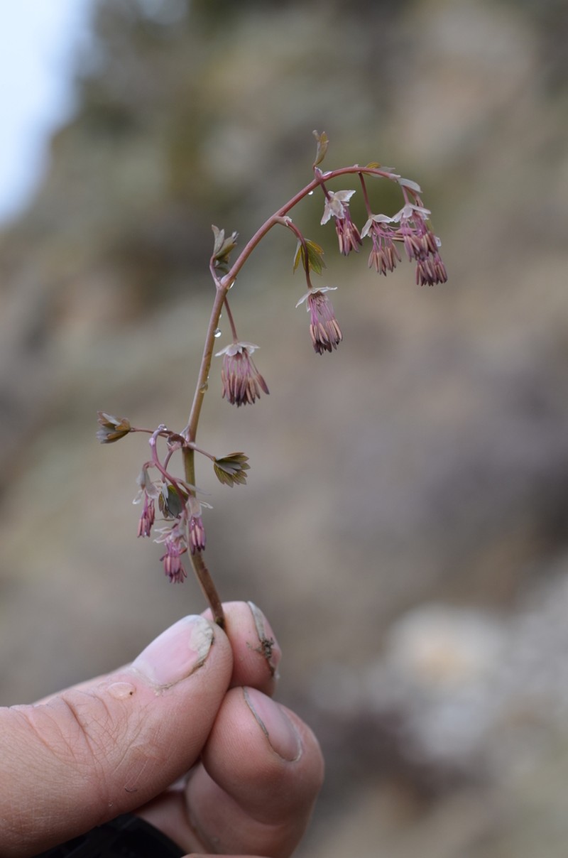 Thalictrum sultanabadense photo 8