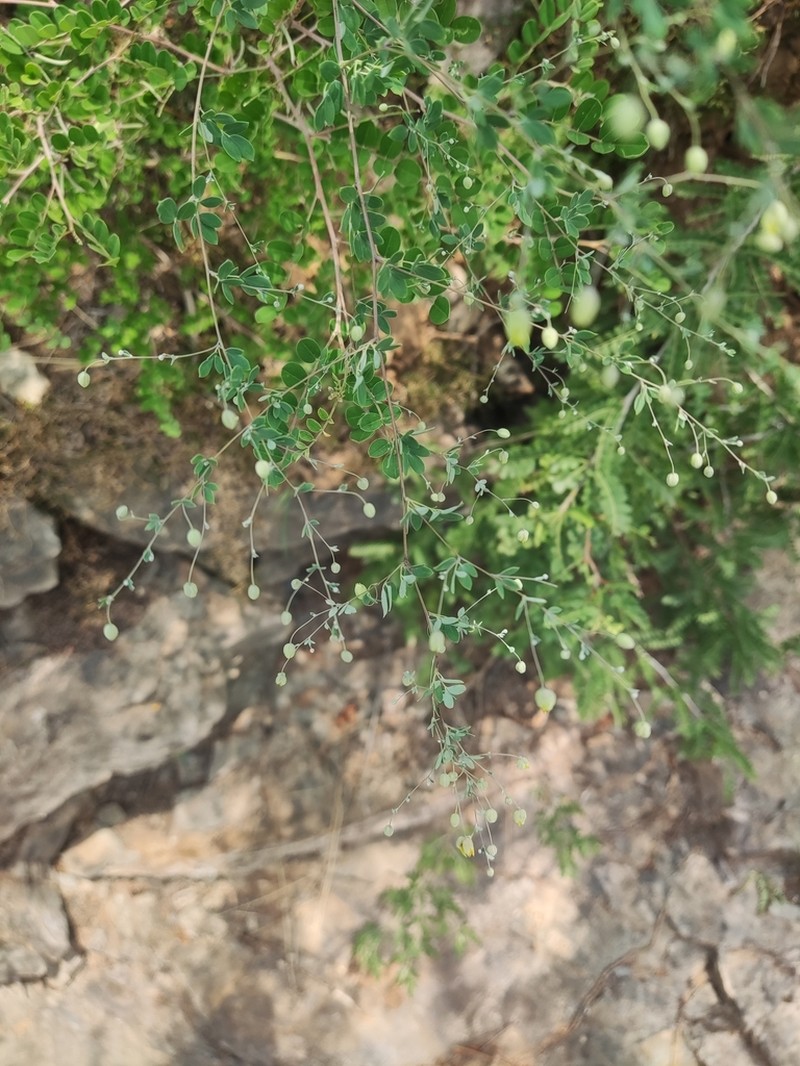 Thalictrum tenue