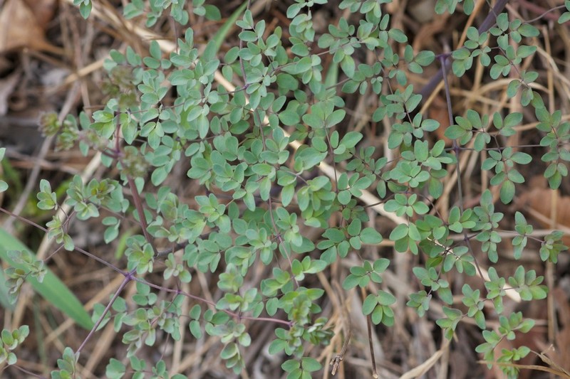 Thalictrum tenue photo 3