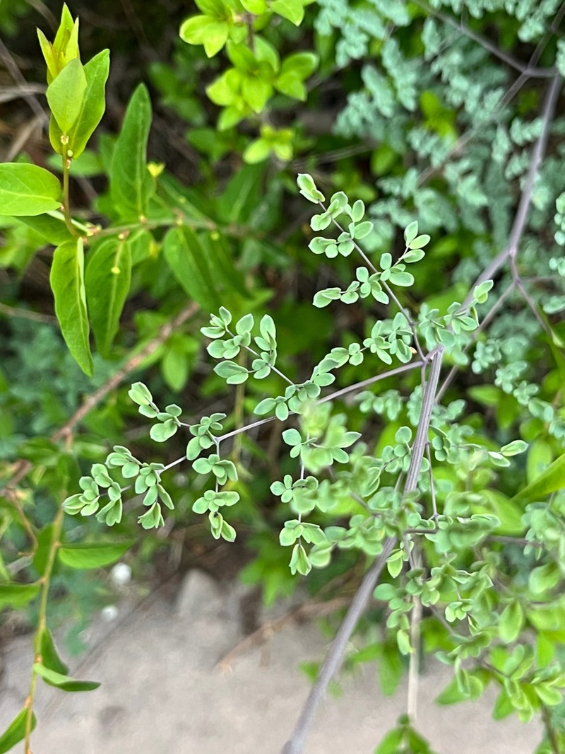 Thalictrum tenue photo 4