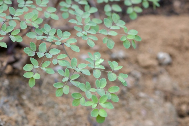 Thalictrum tenue photo 5