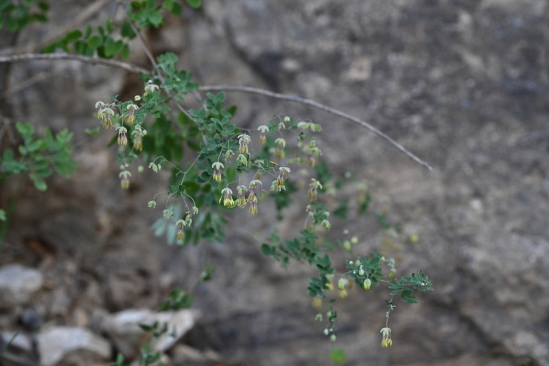 Thalictrum tenue photo 6