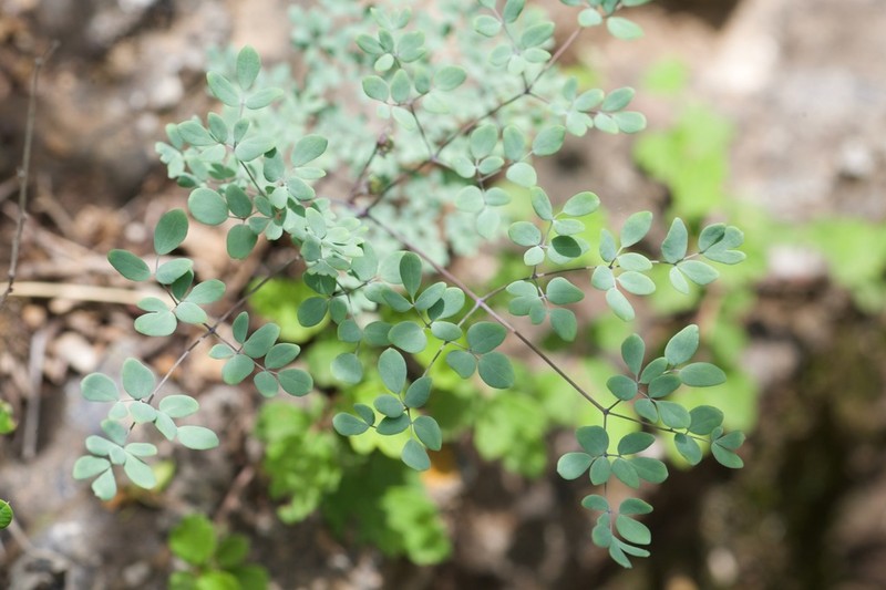 Thalictrum tenue photo 7