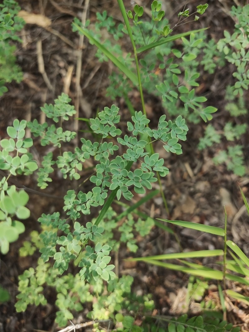Thalictrum tenue photo 8