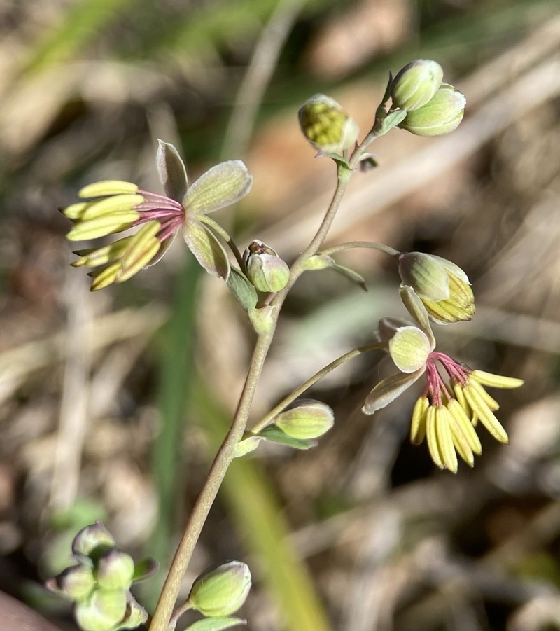 Houston Meadow-Rue