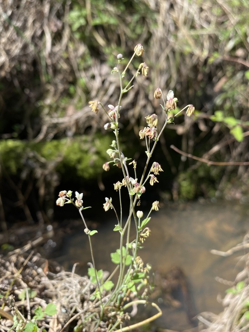 Houston Meadow-Rue photo 3