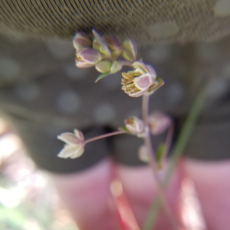 Houston Meadow-Rue photo 4