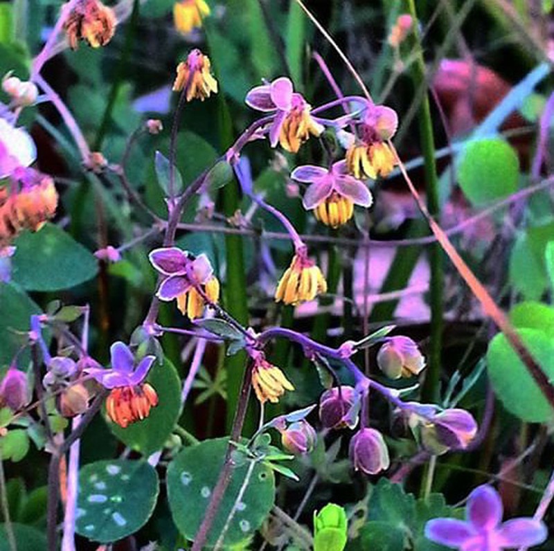 Houston Meadow-Rue photo 5