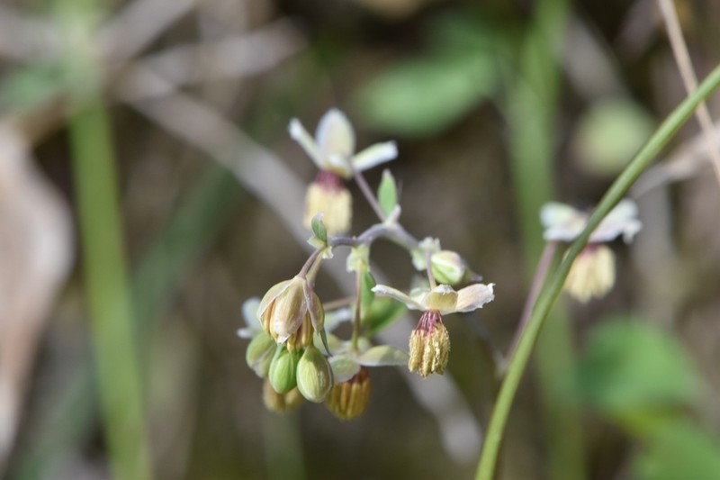 Houston Meadow-Rue photo 6