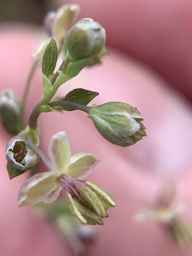 Houston Meadow-Rue photo 7