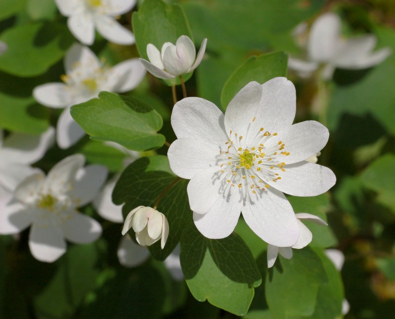 Thalictrum thalictroides