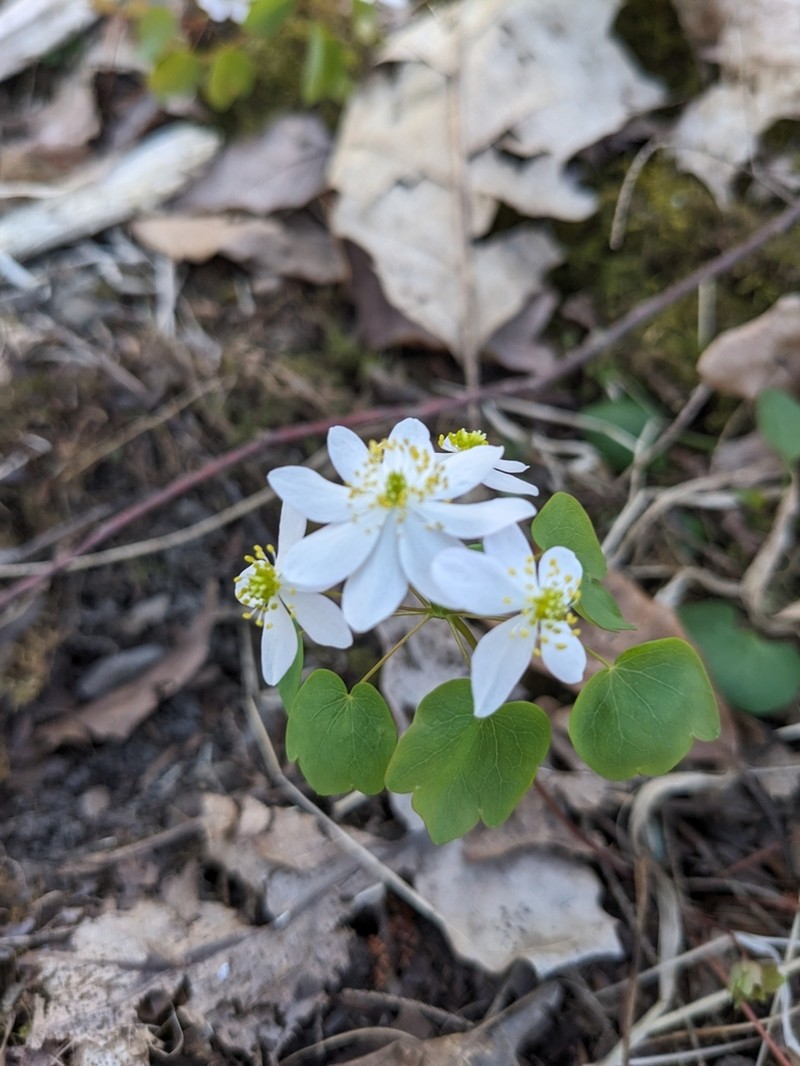 Thalictrum thalictroides photo 2