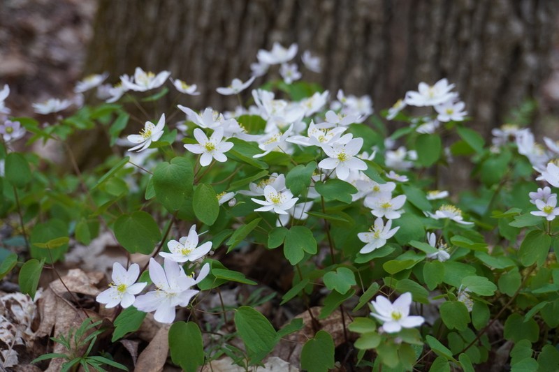 Thalictrum thalictroides photo 3