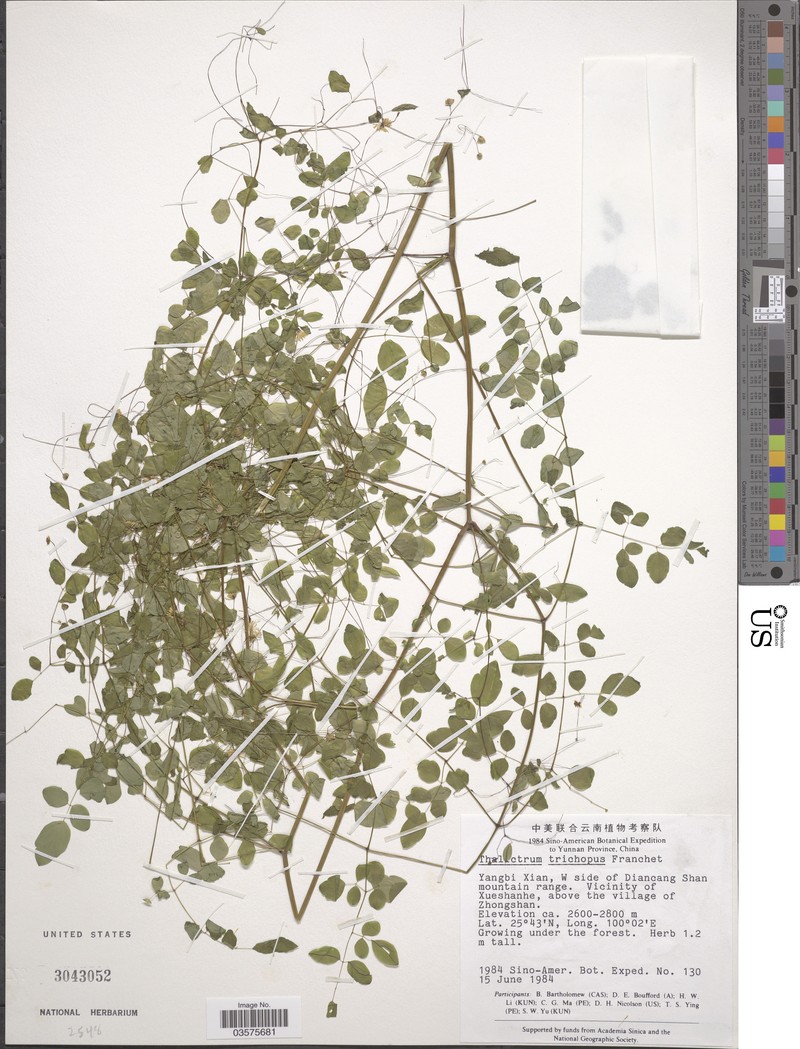 Thalictrum trichopus