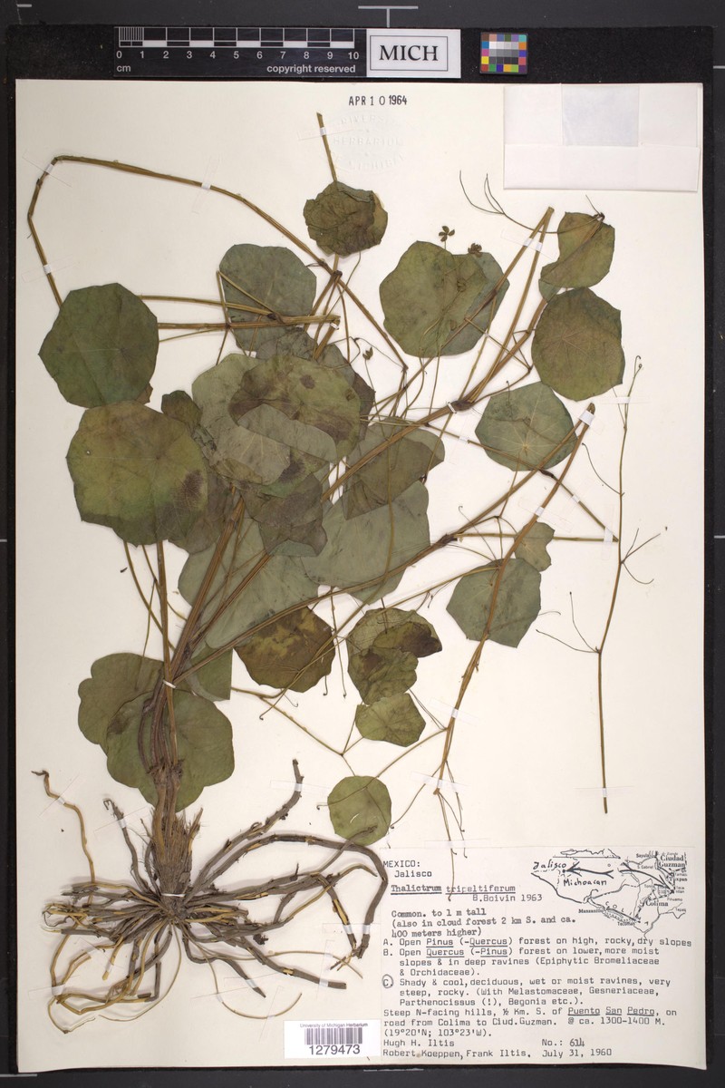 Thalictrum tripeltiferum