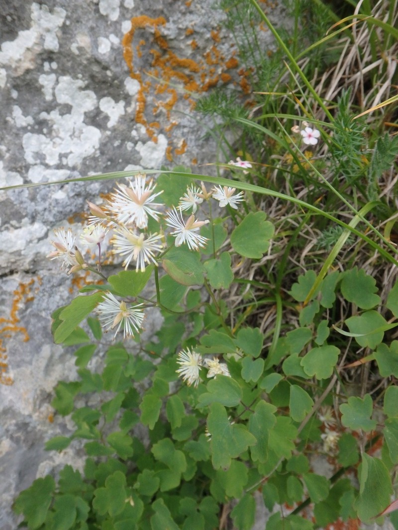 Thalictrum triternatum photo 2