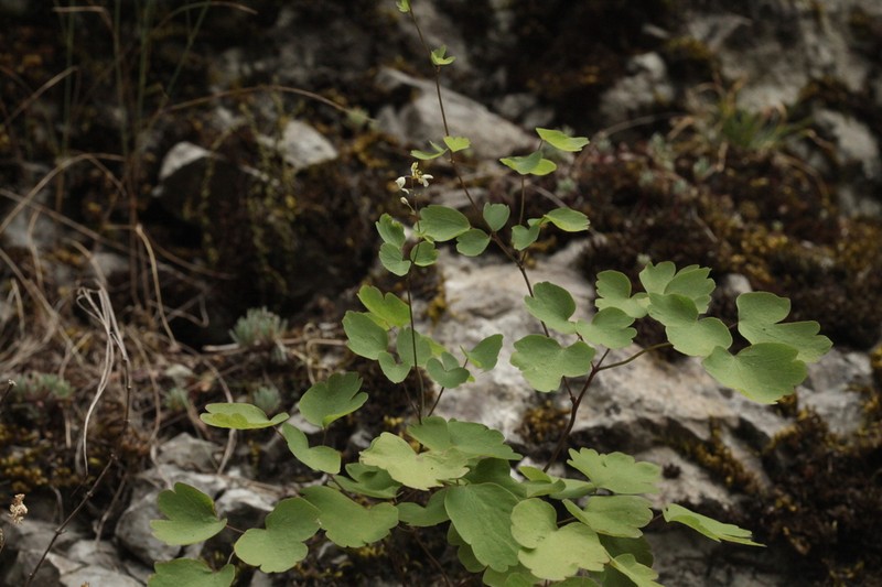 Thalictrum triternatum photo 3