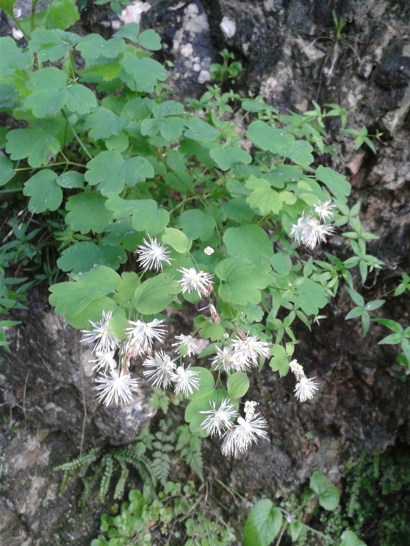 Thalictrum triternatum photo 4