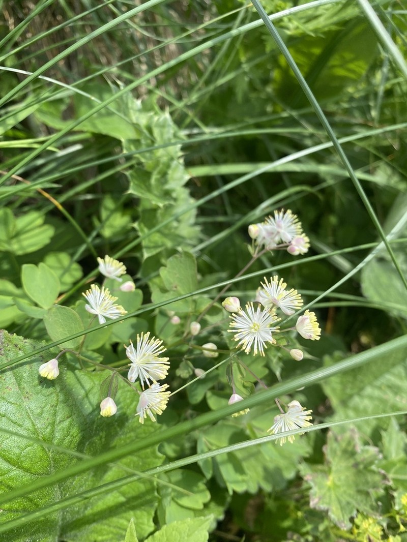 Thalictrum triternatum photo 5