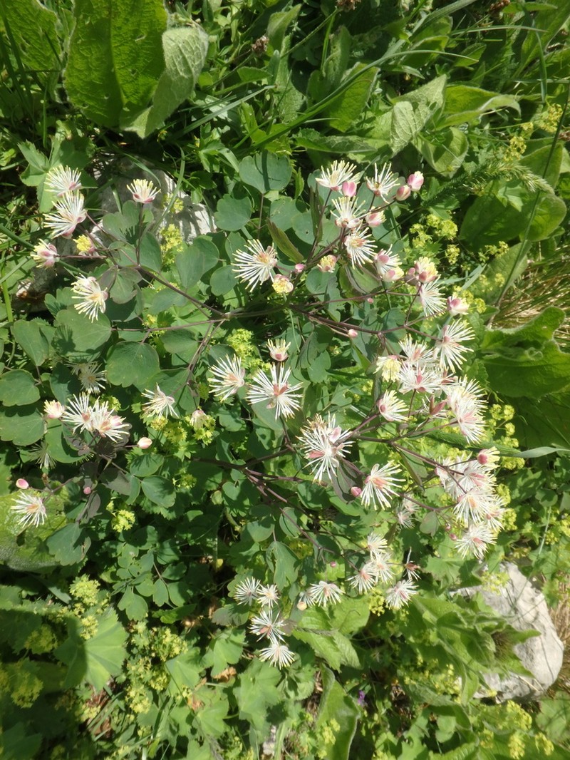 Thalictrum triternatum photo 6