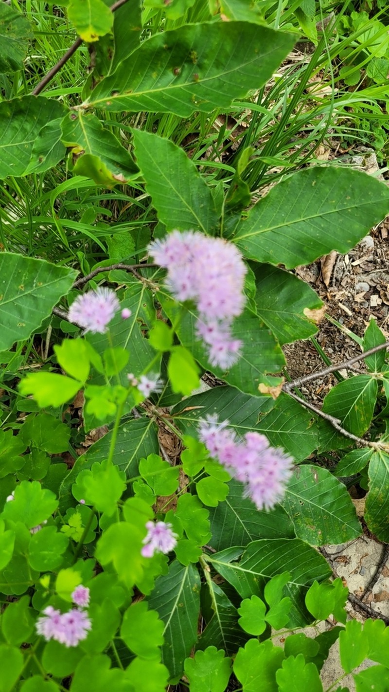 Thalictrum triternatum photo 8