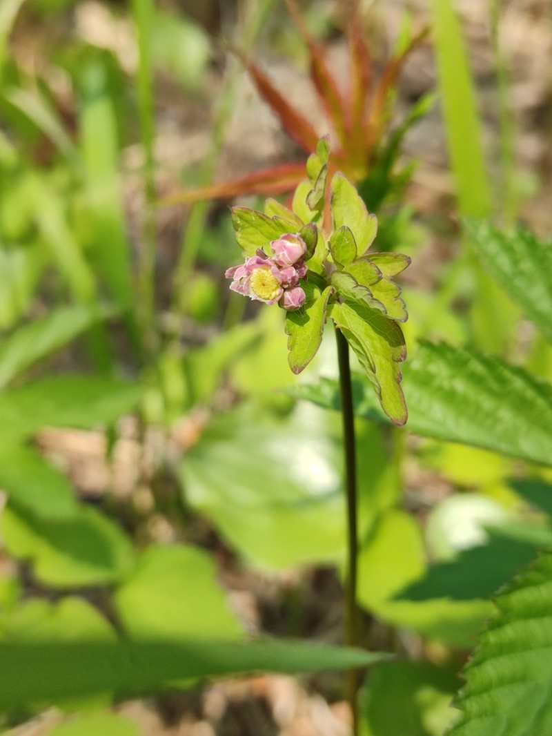 Thalictrum tuberiferum photo 2
