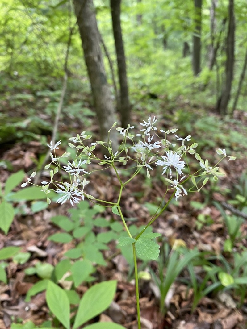 Thalictrum tuberiferum photo 3