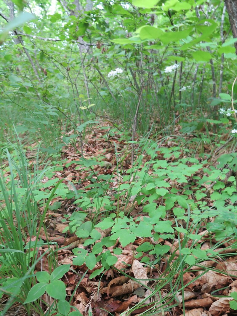 Thalictrum tuberiferum photo 4