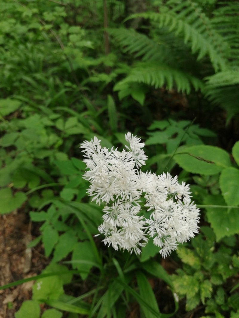 Thalictrum tuberiferum photo 5