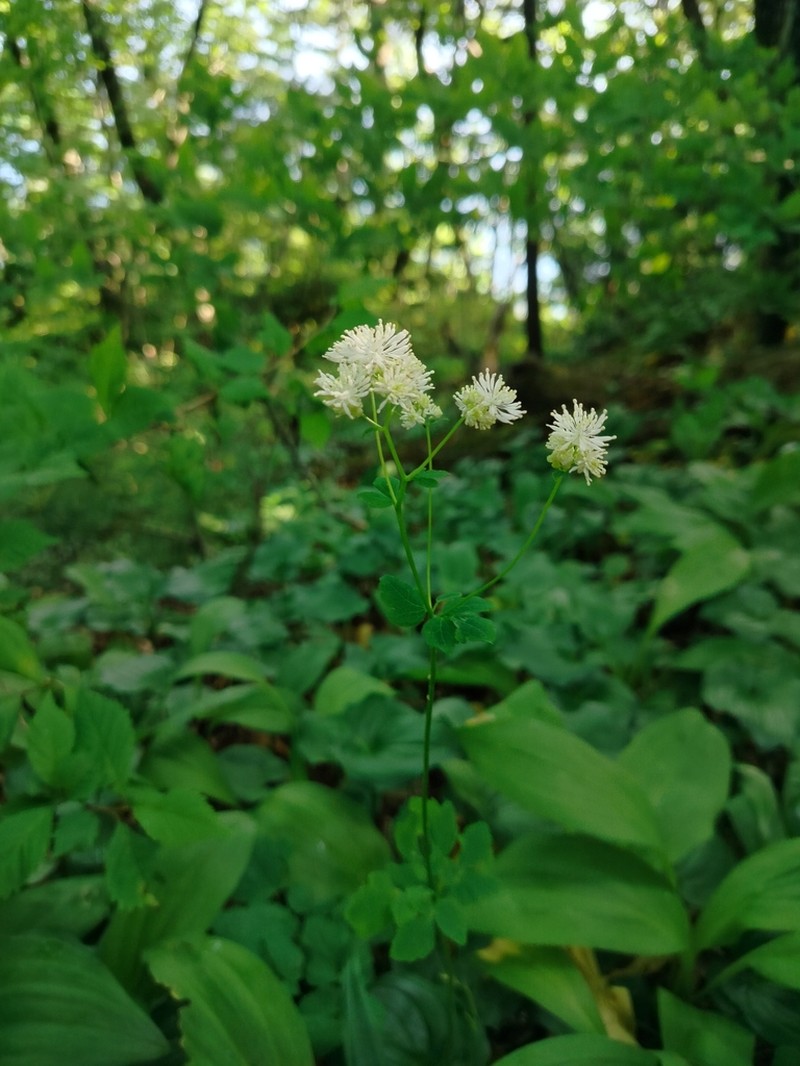 Thalictrum tuberiferum photo 6