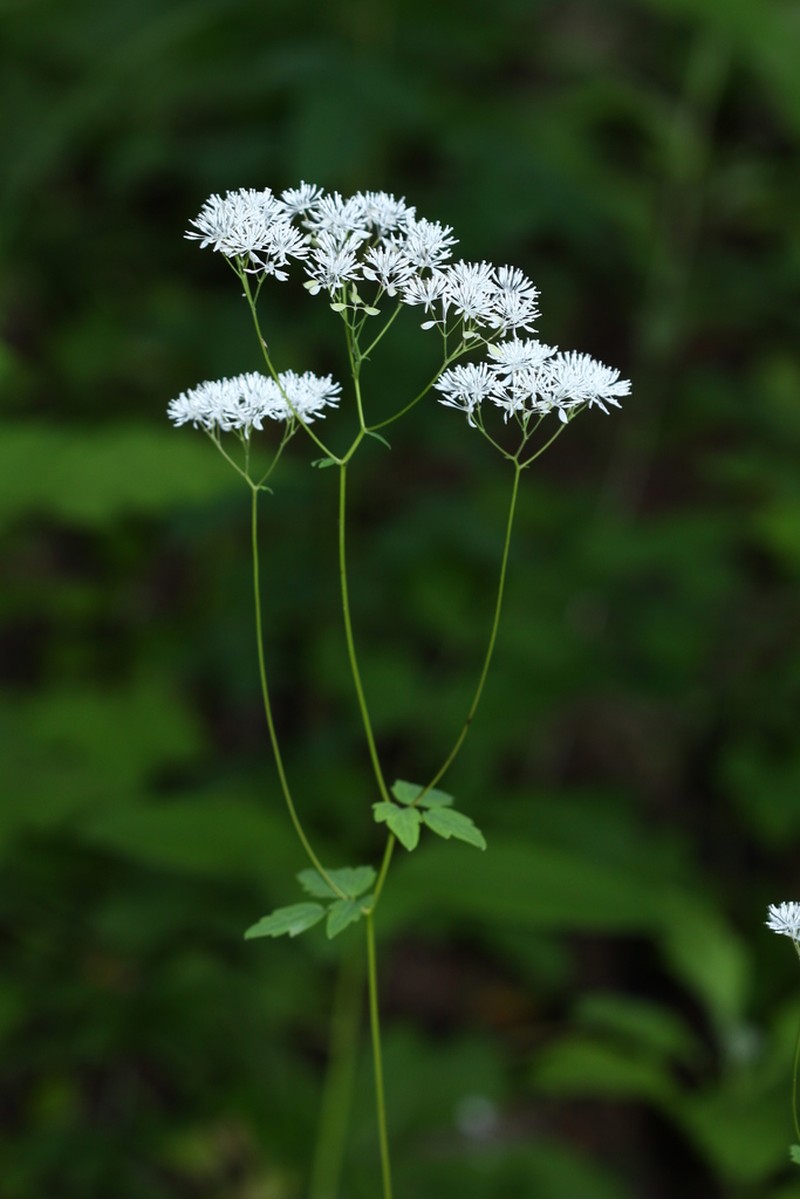 Thalictrum tuberiferum photo 7