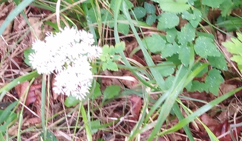 Thalictrum tuberiferum photo 8